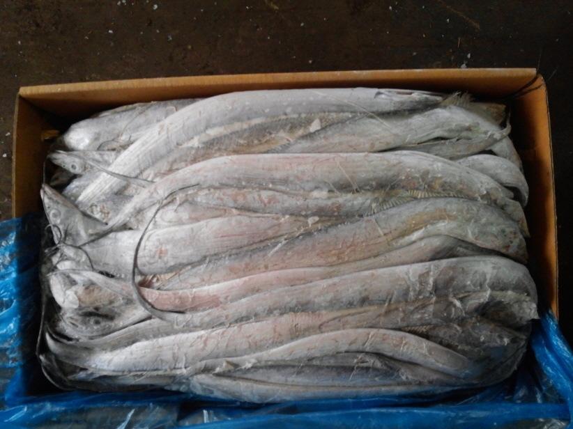 冷凍帶魚(yú)進(jìn)口報(bào)關(guān)代理公司操作案例分享