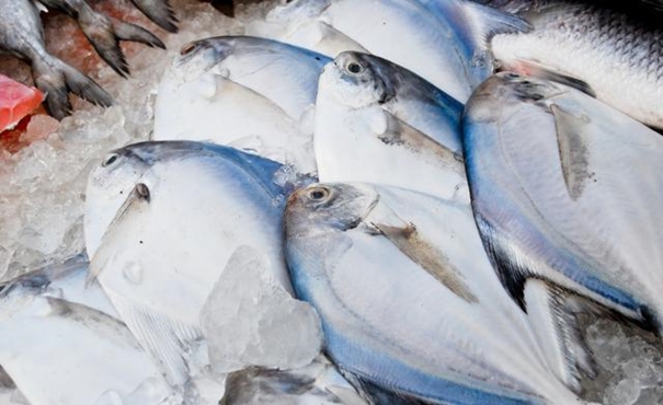 【進口凍鯧魚清關代理】的流程，一般貿易進口凍鯧魚