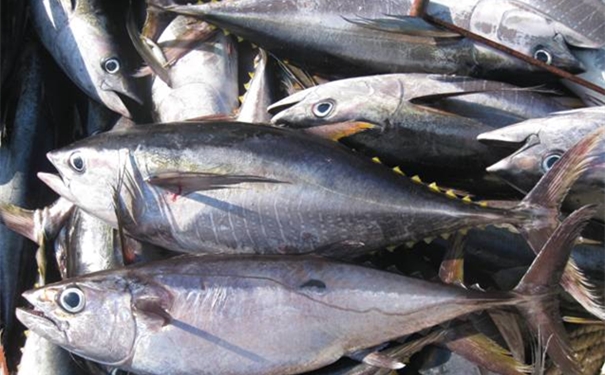 上海寵物零食進(jìn)口清關(guān)代理公司