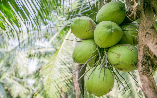 泰國椰青進(jìn)口報關(guān)關(guān)稅以及流程[專業(yè)團(tuán)隊]