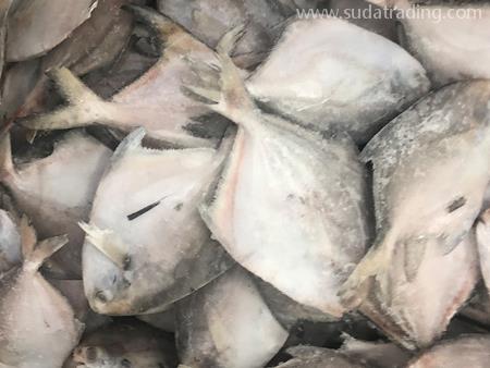 凍鯧魚廣州進(jìn)口報(bào)關(guān)行代理流程 凍鯧魚廣州進(jìn)口報(bào)關(guān)行代理流程