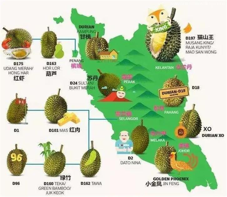 進口馬來西亞貓山王榴蓮清關(guān)的這些事兒