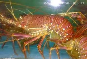 鮮活水產(chǎn)如何進口? 鮮活水產(chǎn)如何進口?