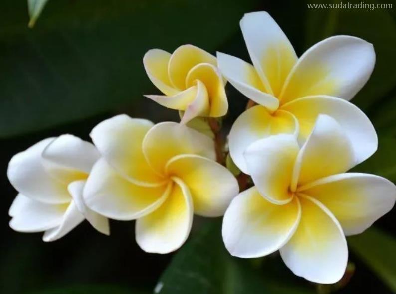 雞蛋花進(jìn)口報(bào)關(guān)流程及注意事項(xiàng) 雞蛋花進(jìn)口報(bào)關(guān)流程及注意事項(xiàng)