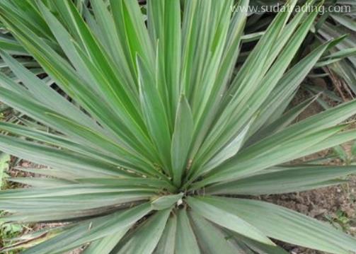 劍麻進(jìn)口報關(guān)清關(guān)流程