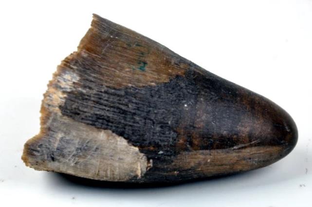 牛角進口報關清關操作流程 牛角進口報關清關操作流程