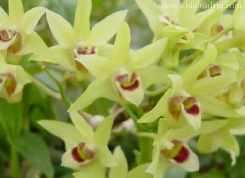 石斛進(jìn)口報關(guān)清關(guān)知識話你知 石斛進(jìn)口報關(guān)清關(guān)知識話你知