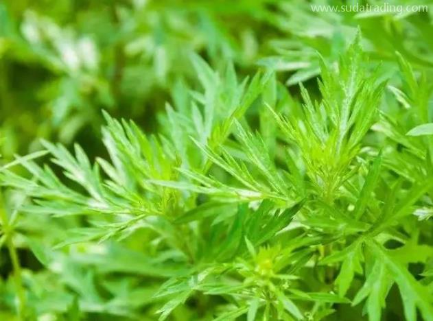 青蒿進口報關(guān)清關(guān)知識 青蒿進口報關(guān)清關(guān)知識