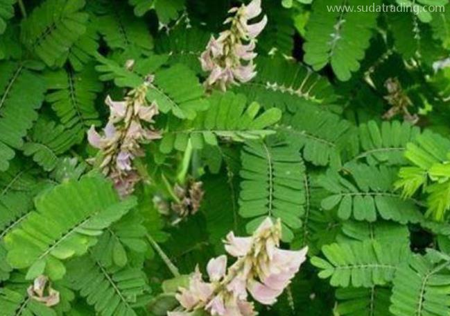 雞骨草進口報關清關流程 雞骨草進口報關清關流程