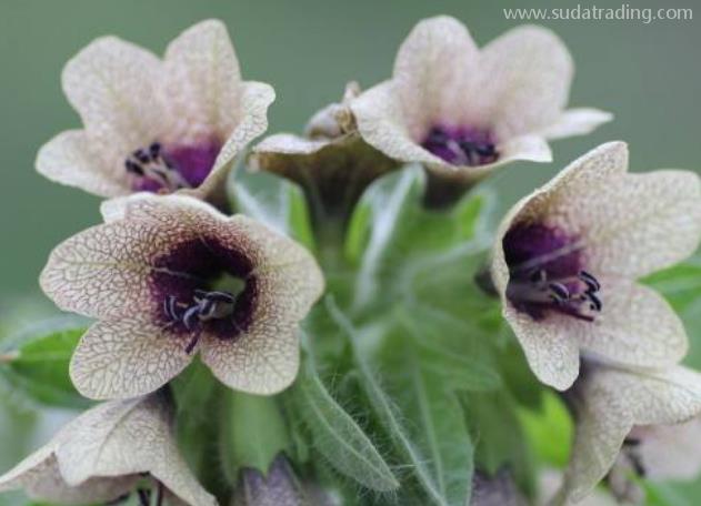 天仙子進口報關(guān)清關(guān)流程 天仙子進口報關(guān)清關(guān)流程