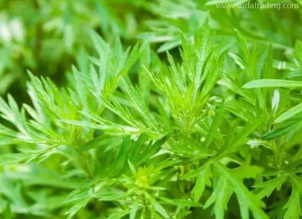 青蒿進(jìn)口報(bào)關(guān)清關(guān)流程 青蒿進(jìn)口報(bào)關(guān)清關(guān)流程