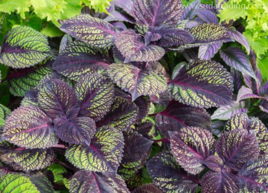 紫蘇葉進(jìn)口報(bào)關(guān)清關(guān)流程詳解 紫蘇葉進(jìn)口報(bào)關(guān)清關(guān)流程詳解