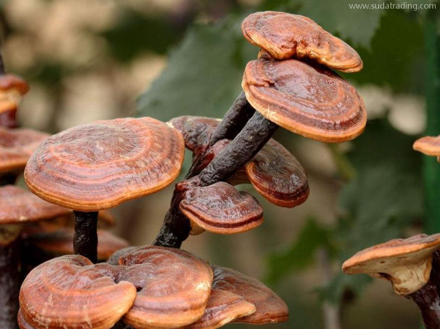 靈芝進(jìn)口報關(guān)清關(guān)知識 靈芝進(jìn)口報關(guān)清關(guān)知識