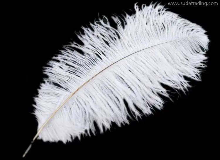 鴕鳥毛進(jìn)口報(bào)關(guān)清關(guān)流程小課堂 鴕鳥毛進(jìn)口報(bào)關(guān)清關(guān)流程小課堂