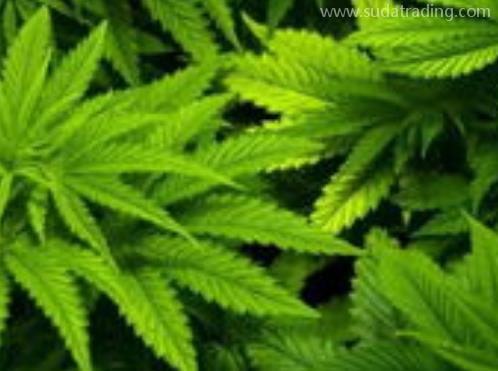 大麻進口報關(guān)清關(guān)知識詳解 大麻進口報關(guān)清關(guān)知識詳解