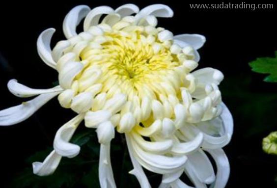 菊花進(jìn)口報(bào)關(guān)清關(guān)流程詳解 菊花進(jìn)口報(bào)關(guān)清關(guān)流程詳解