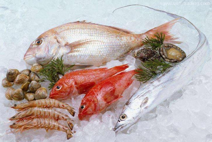 越南冷凍魚進口清關資料海防港海運水產(chǎn)品到深圳