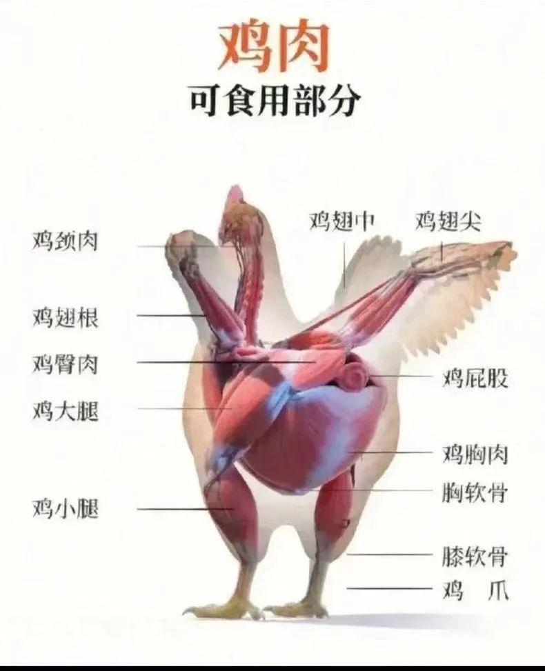 【進(jìn)口知識(shí)】帶你了解進(jìn)口雞類產(chǎn)品的世界